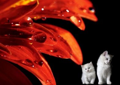 White Cats And Flower