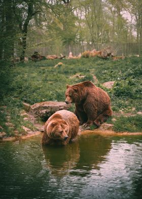 Bears in Germany