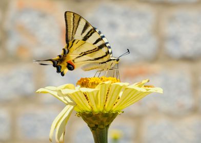 Yellow butterfly