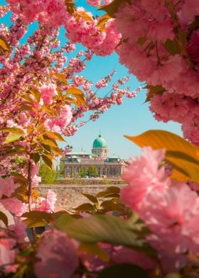 Pink Flowers