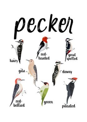 Nice Pecker Funny bird