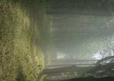 Magical misty forest