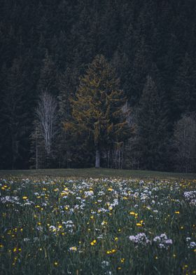 Dark Tree