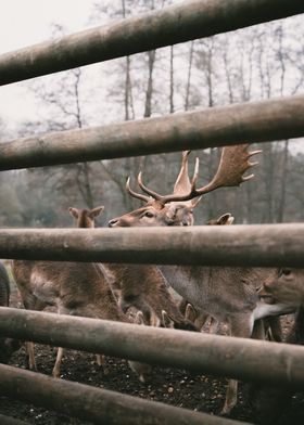 Deer behind a Woodengate