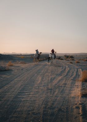 Camels In the desert