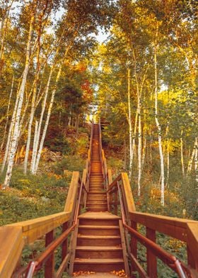 Forest Stairs in Minnesota