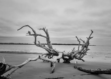 Driftwood Black and White