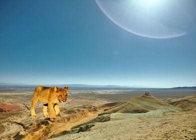 Gorgeous Lion Cub