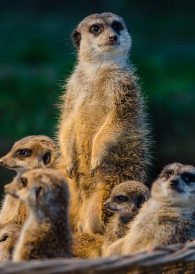 Meerkat Family' Poster by Sam Brady | Displate Meerkat Family' Poster by Sam Brady | Displate