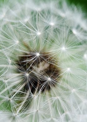 Details of a dandelion