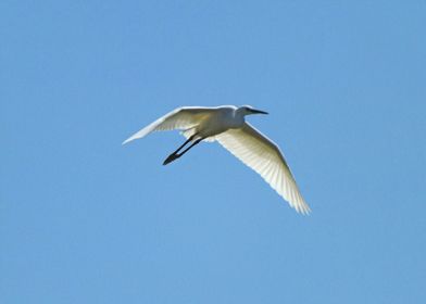 Flying egret