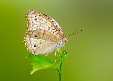 Animals Butterfly Nature