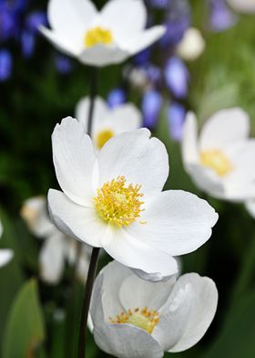 Delicate white flowers