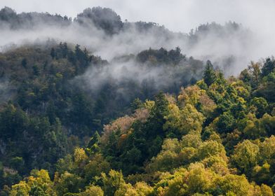 Foggy Forest