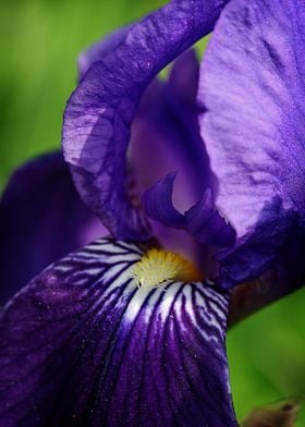 Purple Flower Castle