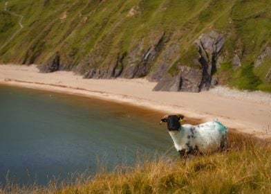 Wild Irish sheep