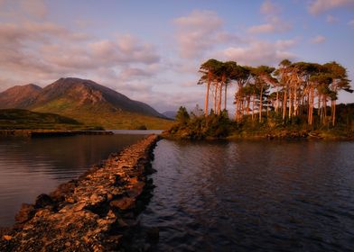 Pine island at sunset