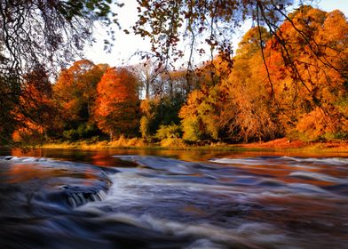 Golden autumn on the river