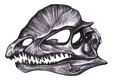 Dilophosaurus skull