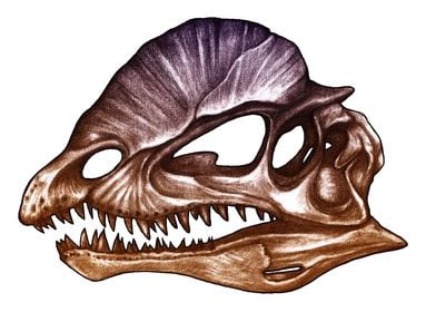 Dilophosaurus skull 