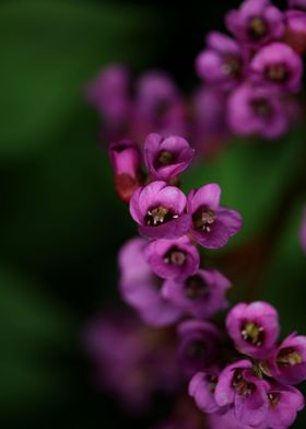 Purple pyrola flower macro