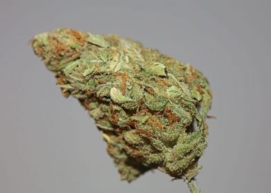 Cannabis bud Lemon haze