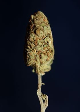 Weed bud super lemon haze