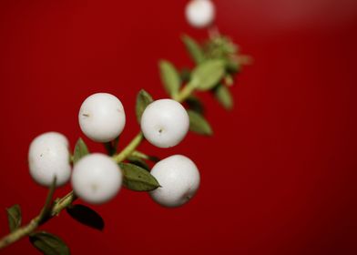 White Gaultheria fruits