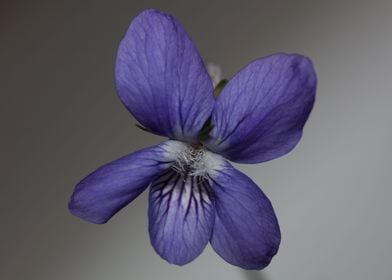 Viola flowering close up 