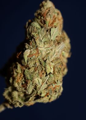 Weed bud super lemon haze