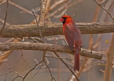 Cardinal in a tree