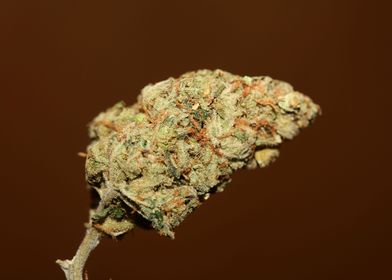 Cannabis bud Lemon haze