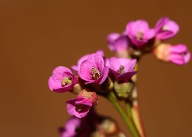 Pyrola flower blossoming