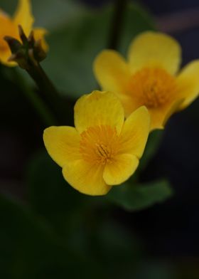 Caltha flower blossoming