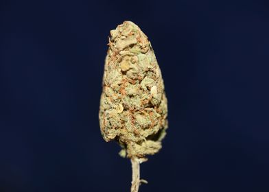 Weed bud super lemon haze