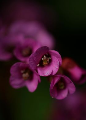 Pyrola flower blossoming