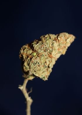 Weed bud super lemon haze