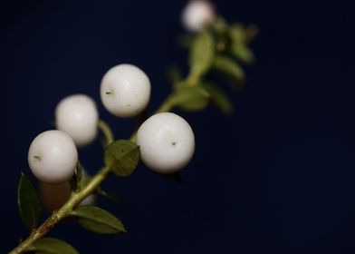 White Gaultheria fruits