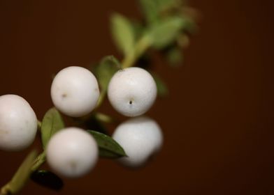 White Gaultheria fruits