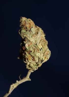 Weed bud super lemon haze