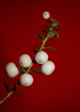 White Gaultheria fruits