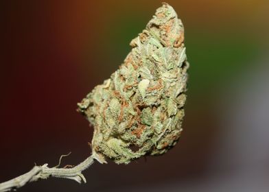 Cannabis bud Lemon haze