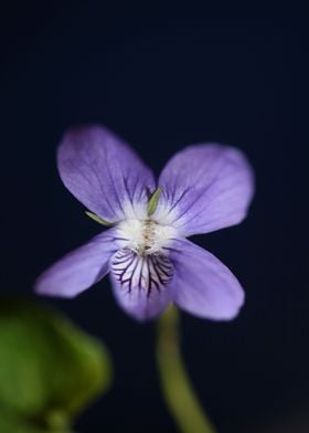 Viola flower blossoming