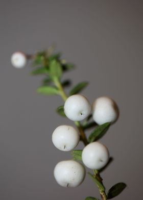 White Gaultheria fruits