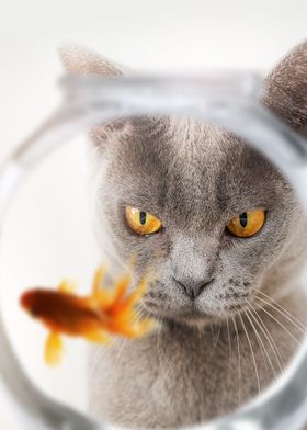 Cat Fish