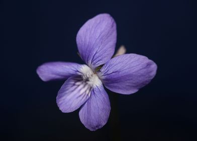 Viola flower blossoming