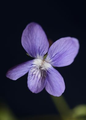 Viola flower blossoming