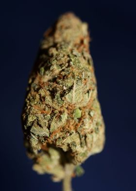 Weed bud super lemon haze