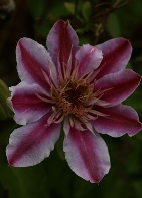 Clematis flower blossoming