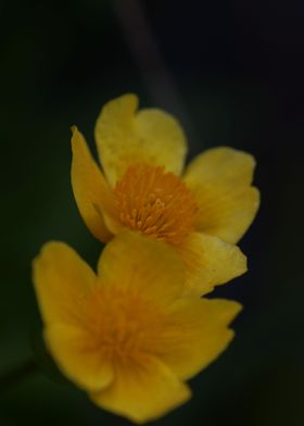 Yellow caltha flower macro